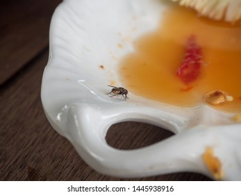 House Fly, The Flies Are Insect Carriers Of Cholera. Living On Kitchen Accessories, Fruits, Vegetables And Food Scraps. To Spread The Disease.