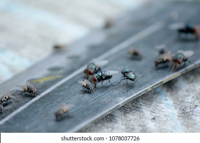 House fly, food contamination hygiene concept. The flies are insect carriers of cholera. Living on kitchen accessories, fruits, vegetables and food scraps. To spread the disease.