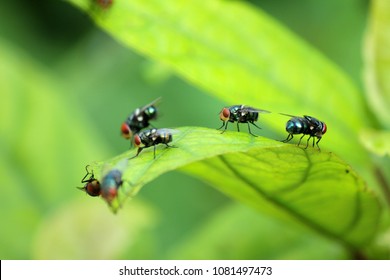 House Fly, Food Contamination Hygiene Concept. The Flies Are Insect Carriers Of Cholera. Living On Kitchen Accessories, Fruits, Vegetables And Food Scraps. To Spread The Disease.