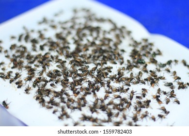 House Fly, Food Contamination Hygiene Concept. The Flies Are Insect Carriers Of Cholera. Living On Kitchen Accessories, Fruits, Vegetables And Food Scraps. To Spread The Disease.