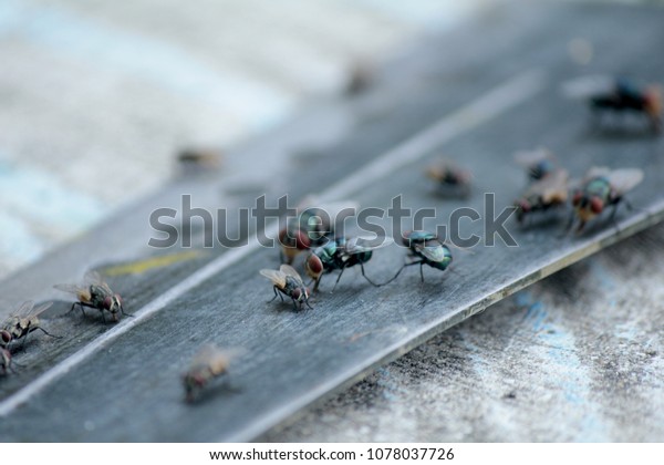 House\
fly, food contamination hygiene concept. The flies are insect\
carriers of cholera. Living on kitchen accessories, fruits,\
vegetables and food scraps. To spread the\
disease.