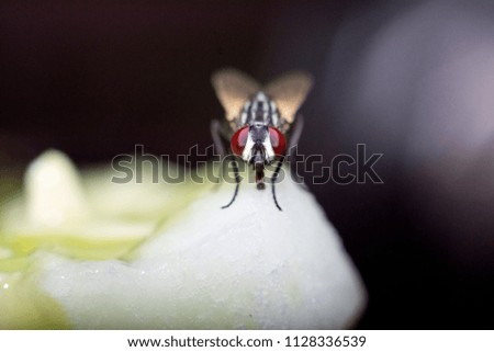 house fly front closeup macro