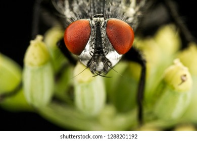 House fly, Fly, Garden fly on plant