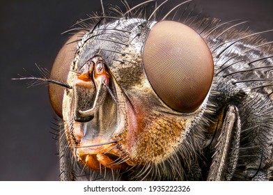 House Fly Head Close Up