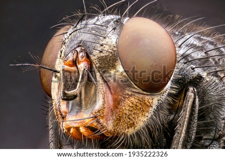 House fly head close up