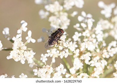 house fly or housefly Latin name musca domestica close up feeding on viburnum tinus flower caprifoliaceae in Italy stomoxys calcitrans muscidae 
