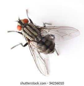 House Fly Isolated On White