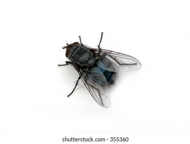 House Fly Macro Isolated Over White