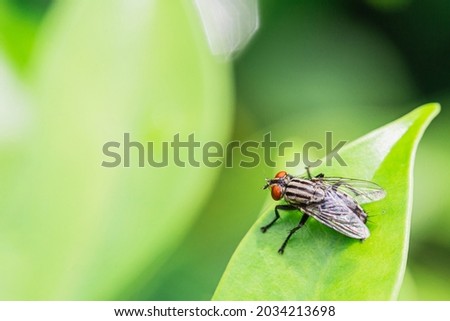 House fly, Fly, House fly on green leaf blurred background