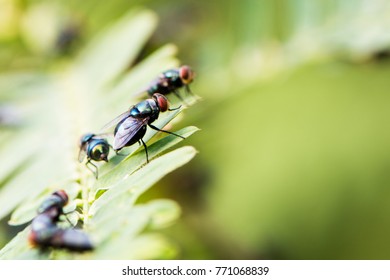  House fly on leaf. chatoyant fly on green leaf. Portrait of a fly in nature. Black fly staying on a green leaf - macro photography. - Shutterstock ID 771068839
