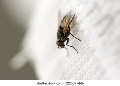 house fly on white towel