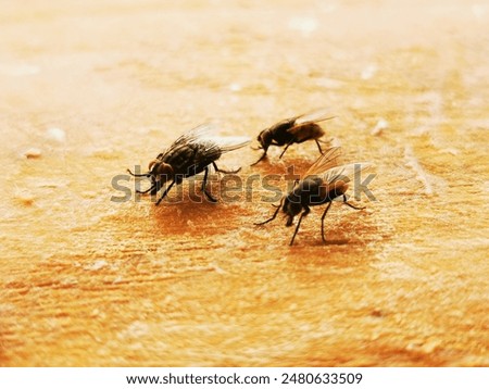 House fly. Parasite Insect on a kitchen chop board