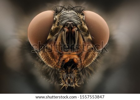 House fly portrait high resolution