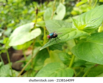 The House Fly Is A Fly From The Suborder Cyclorrhapha