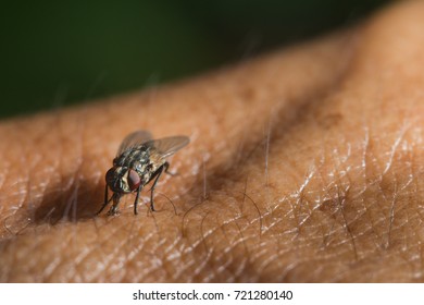 house fly is sucking sweat on human skin