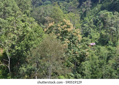 a house in the forest 