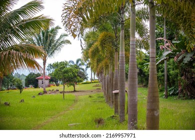 A House In A Fox Tail Palm Tree In Green Grass