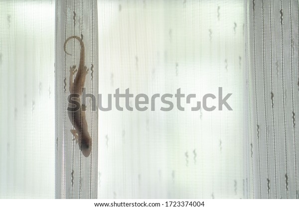 House Gecko hiding at curtain.\
Wall gecko, House lizard or Moon lizard is native of Southeast\
Asia.