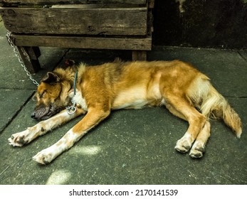 The House Guard Dog Sleeping On The Cement Floor.