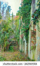 House With Ivy, Abandoned Manor With Park, Lost Paradise, Mass Exodus. Nature Conquers Man Left Space. Devil's Guts (Hedera Colchica)