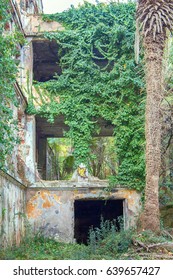 House With Ivy, Palm, Abandoned Manor With Park, Lost Paradise Mass Exodus. Devil's Guts (Hedera Colchica)