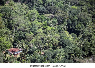 House In The Jungle