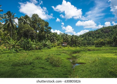 House In Jungle/House In Jungle