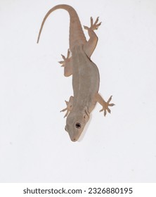 House lizard or hemidactylus frenatus isolated white background