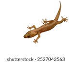 house lizard: isolated with white background.