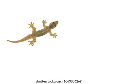 House Lizard Isolated White Background.