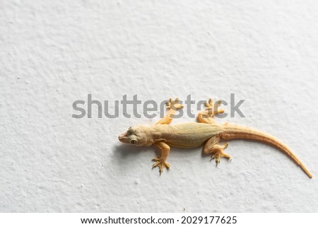 House lizard isolated white background