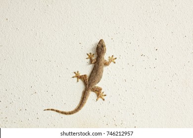House lizard or little gecko on a white wall. - Powered by Shutterstock