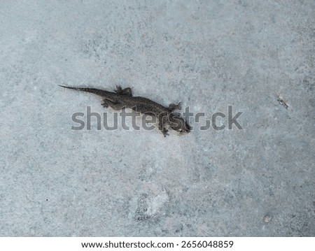 house lizard, which is on the gray cement floor