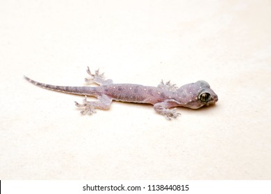 House Lizardcommon Frilly Gecko Garnots House Stock Photo (edit Now 