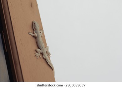 House lizards are clinging to the shutters of the house - Powered by Shutterstock