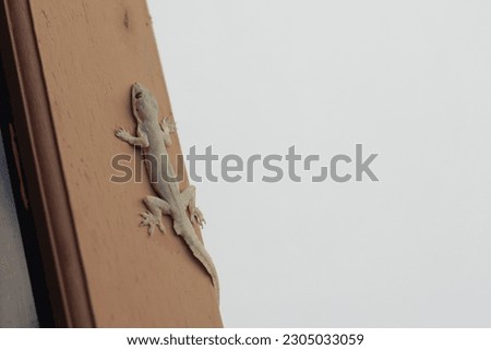 House lizards are clinging to the shutters of the house