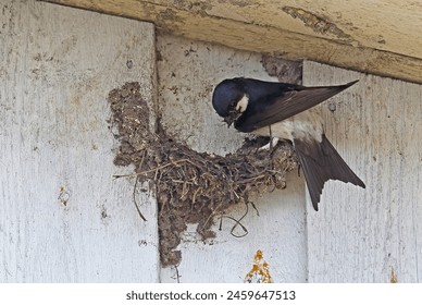 House Martin (Delichon urbicum urbicum) adult nest building

Sorve peninsula, Saaremaa Island, Estonia           June 
