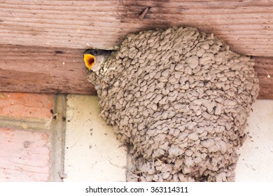 482 Common house martin Images, Stock Photos & Vectors | Shutterstock