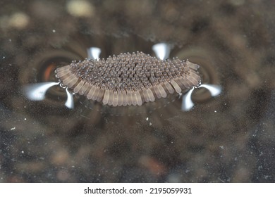 House Mosquito, Northern Common House Mosquito, Common Gnat, House Gnat (Culex Pipiens), Eggs On Watersurface