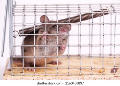 House Mouse Caught In Live Capture Mouse Trap, Close Up View. A Cute Little Rodent In A Live Cage On A White Background. Human Ways To Catch A Mouse In Box Trap.