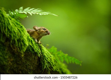 House Mouse Close-up Portrait In The Natural Woody Environment, Mus Musculus, Detail, Forest Wood, Cute Animal, Czech Republic