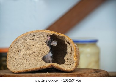 House Mouse Eating Bread With Pleasure.