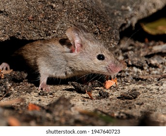 House mouse foraging for food in urban garden.