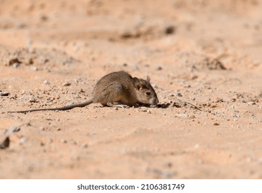 House mouse found in desert sitting on sand