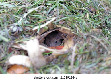 A House Mouse Hiding In A Burrow Dug In The Compost Pile.