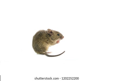 House Mouse Isolated White Backgound