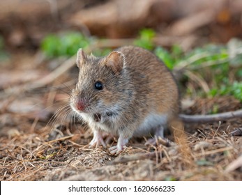 House Mouse (Mus domesticus) in nature among fallen autumn leaves. House Mouse (Mus domesticus). 