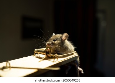 Go hiking Disorder Blind 1,170 Mouse trap funny Images, Stock Photos & Vectors | Shutterstock