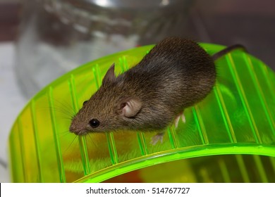 House Mouse On The Wheel