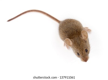 House mouse on white, looking up (Mus musculus)